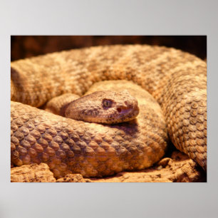 Póster Serpiente de cascabel manchada aterradora