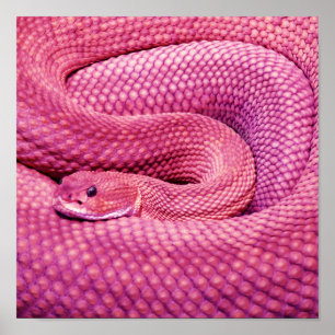 Póster Serpiente de cascabel rosada del basilisco