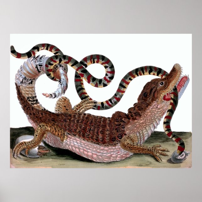 Póster Serpiente de consumo de cocodrilos (Frente)