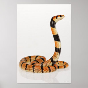 Póster Serpiente de coral de África (Aspidelaps lubricus)