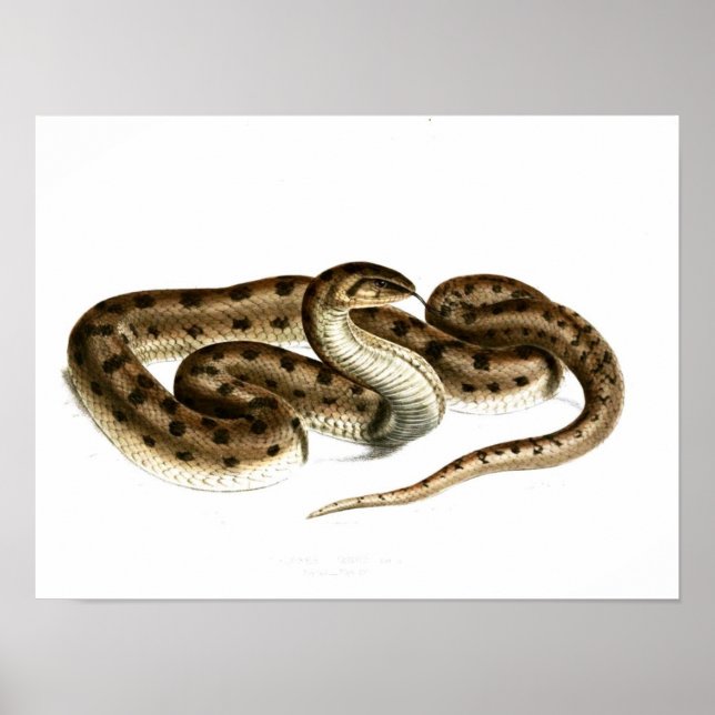 Póster Serpiente de época dibujante-marrón-africano (Frente)