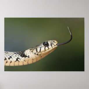 Póster Serpiente de hierba