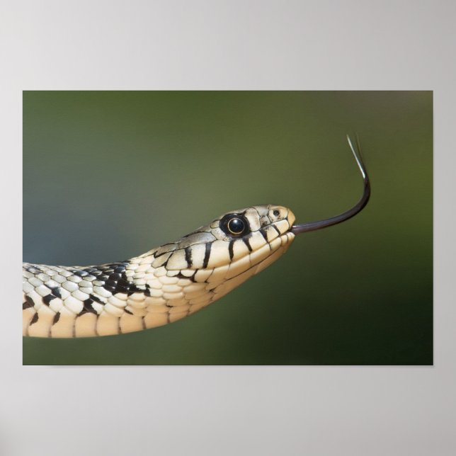 Póster Serpiente de hierba (Frente)