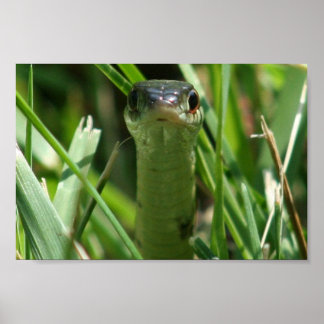 Póster Serpiente de hierba en la hierba