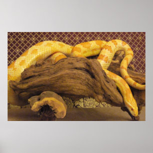 Póster Serpiente de maíz albino