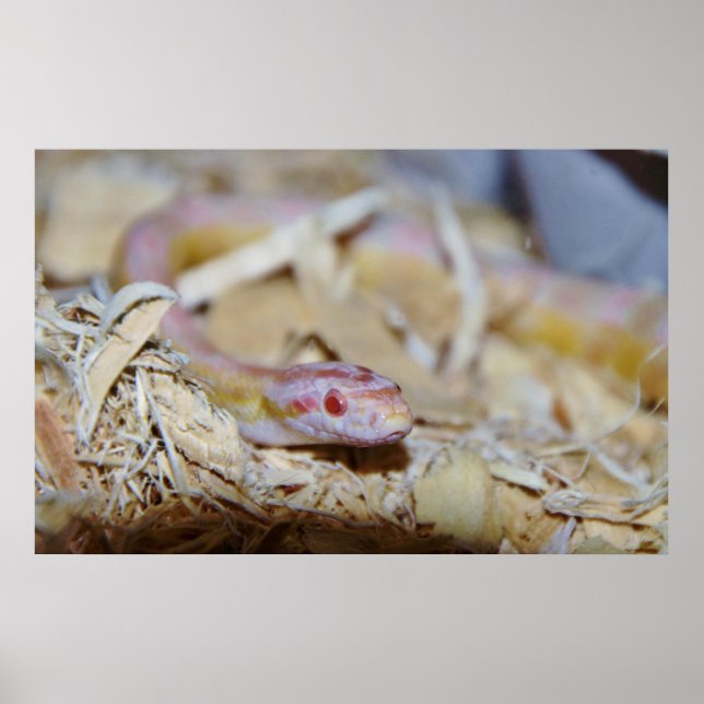 Póster Serpiente de maíz de color claro (Frente)
