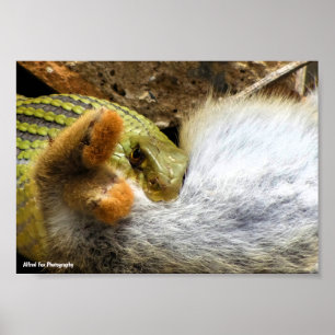 Póster Serpiente de Montpellier dándose un festín con con