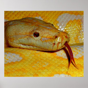 Póster Serpiente de Python birmano alboino
