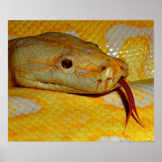 Póster Serpiente de Python birmano alboino