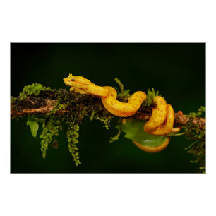 Póster Serpiente de veneno de Costa Rica