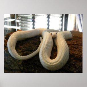 Póster Serpiente del albino