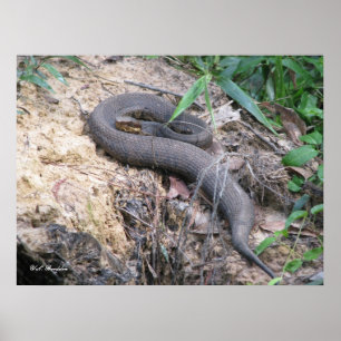Póster Serpiente del Cottonmouth que toma el sol