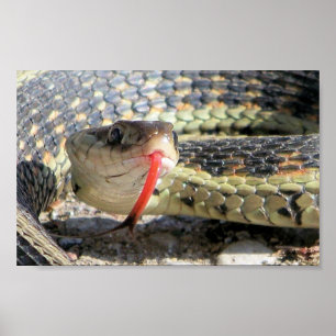 Póster Serpiente del jardín