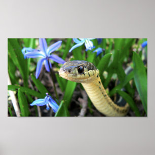 Póster Serpiente linda