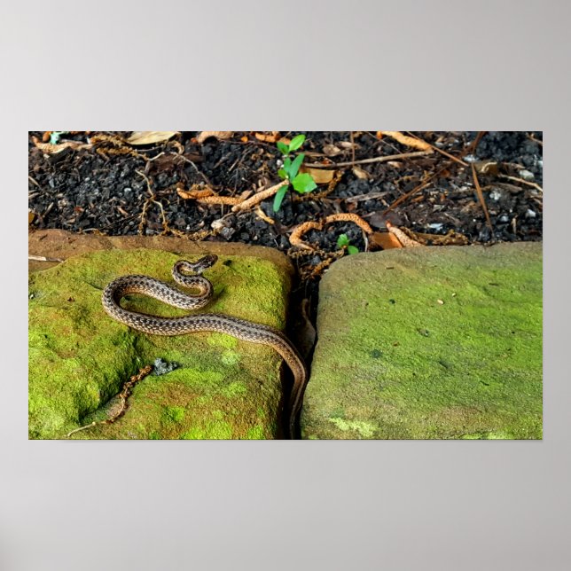 Póster Serpiente marrón de Texas (Frente)