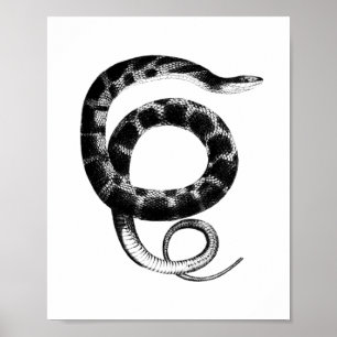 Póster Serpiente negra