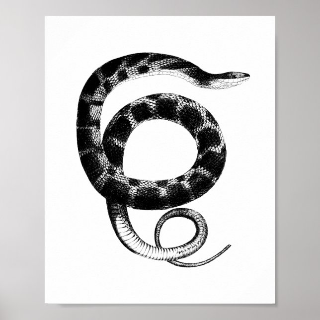 Póster Serpiente negra (Frente)