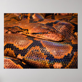 Póster Serpiente Python