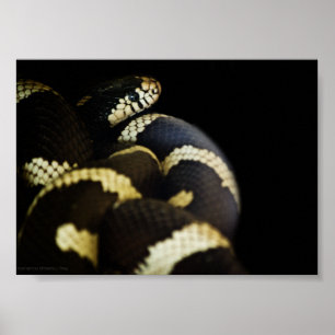 Póster Serpiente Rey de California Estampada