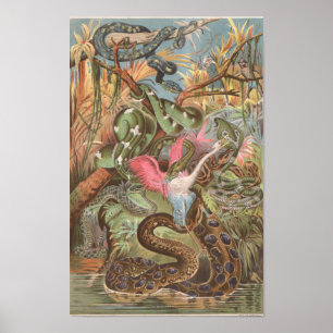 Póster Serpientes de la selva africana de 1889