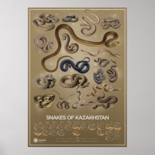 Póster Serpientes del poster de Kazajistán
