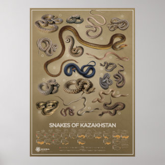 Póster Serpientes del poster de Kazajistán