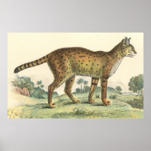 Póster Serval