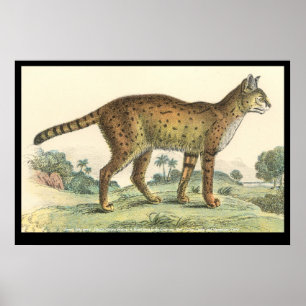 Póster Serval