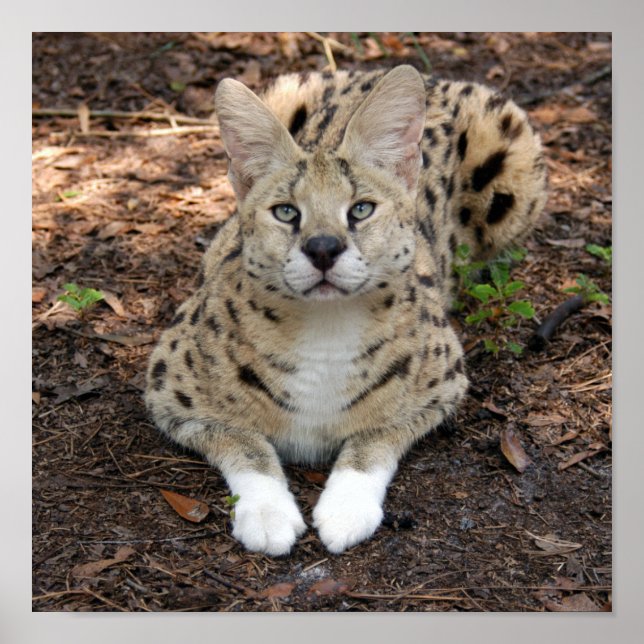 Póster serval 003 (Frente)