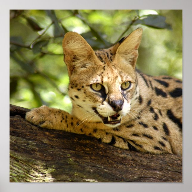 Póster serval 035 (Frente)