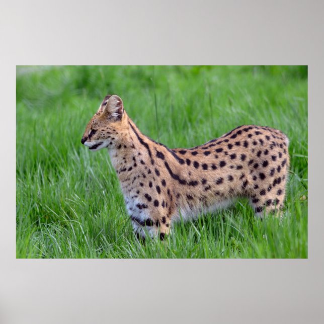 Póster Serval en el césped (Frente)