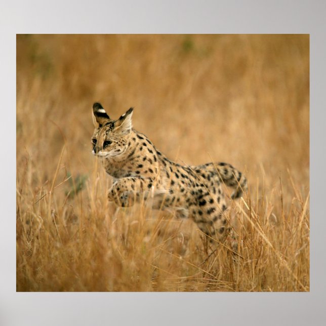 Póster Serval (Leptailurus Serval) Saltando (Frente)