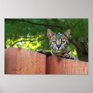 Póster Serval Savannah Kitten USA Canvas Print