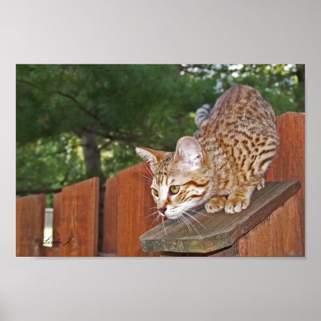 Póster Serval Savannah Kitten USA Canvas Print (Frente)