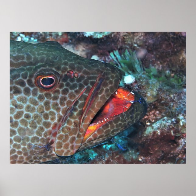 Póster Servicio de limpieza (Frente)