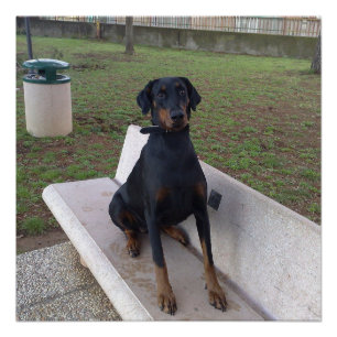 Póster sesión de doberman pincher