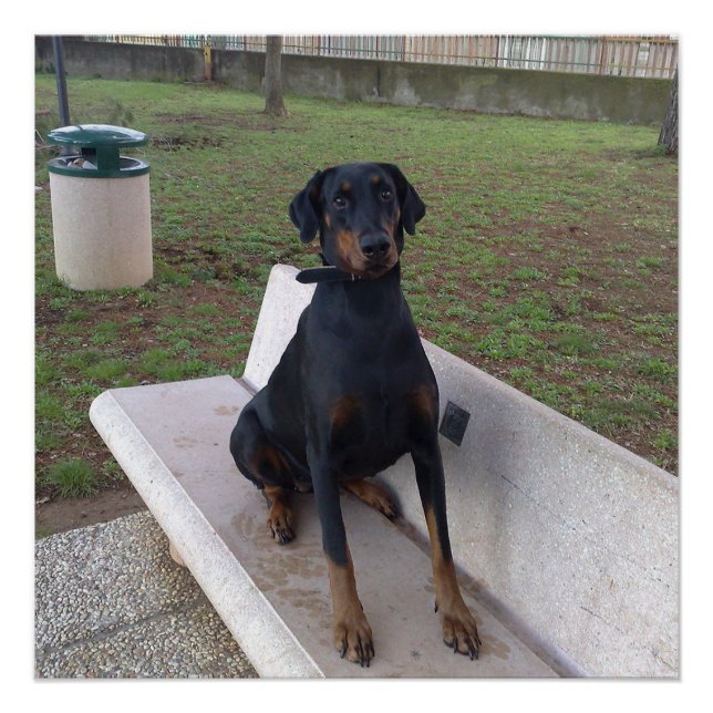 Póster sesión de doberman pincher (Anverso)