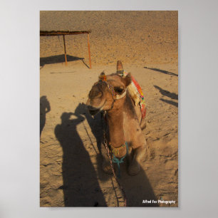 Póster Sesión de fotos de camello