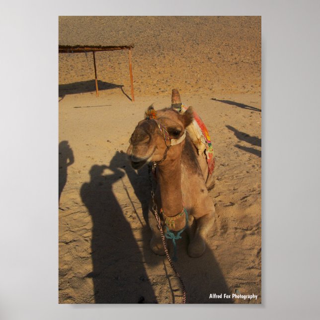 Póster Sesión de fotos de camello (Frente)