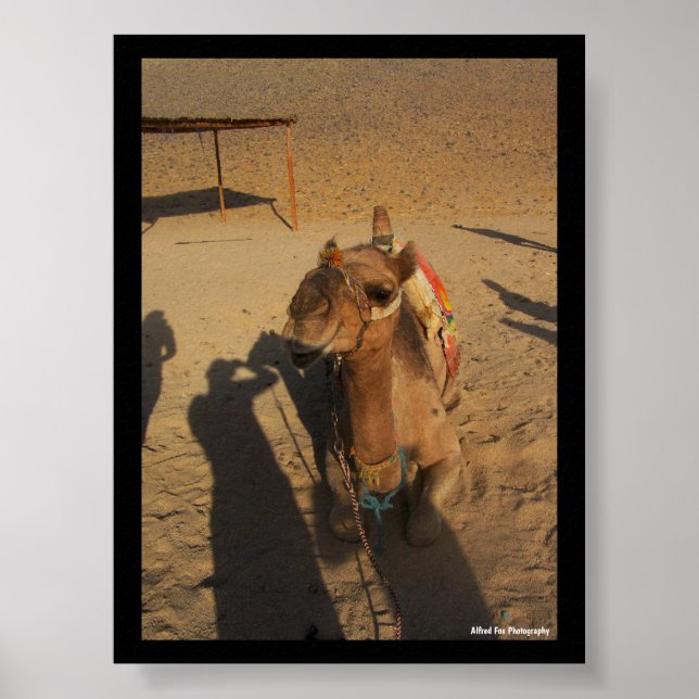 Póster Sesión de fotos de camello (Frente)