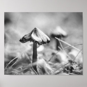 Póster Seta Boscosa Blanco y Negro Naturaleza Archivo