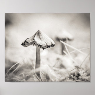 Póster Seta Boscosa Negro y Blanco Naturaleza