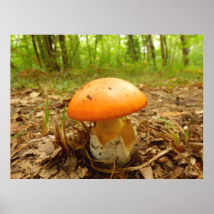 Póster Seta de Caesarea de la amanita