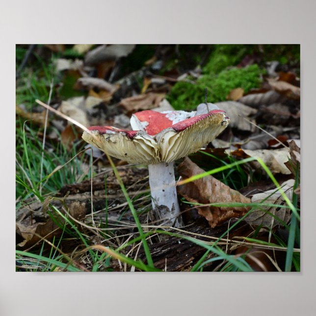 Póster Seta de gorra roja (Frente)