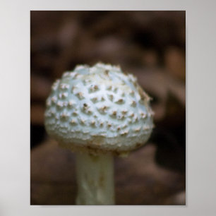 Póster Seta parasol blanca