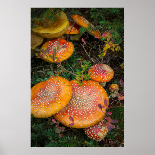 Póster Setas amanita muscaria en el lago Mowich