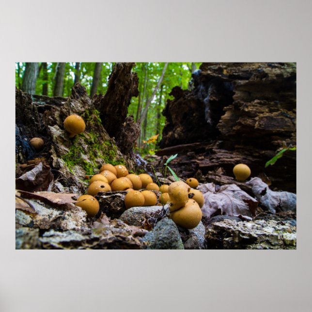 Póster Setas De Búfar Crecen Sobre El Arbol (Frente)
