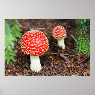 Póster Setas del agárico de mosca