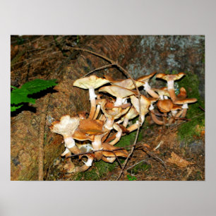 Póster Setas en el bosque
