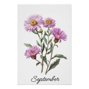 Póster Setiembre Aster Nacimiento Flor Vintage Botánico